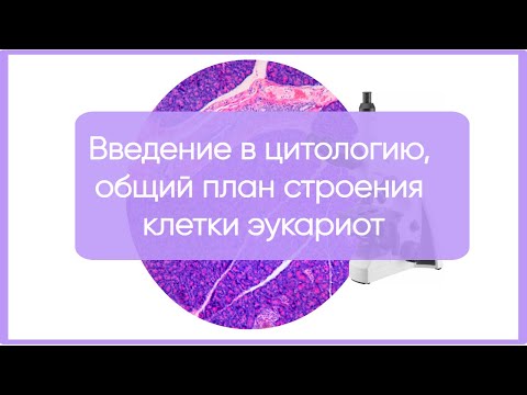 Видео: 1. Введение в цитологию, общий план строения клетки эукариот
