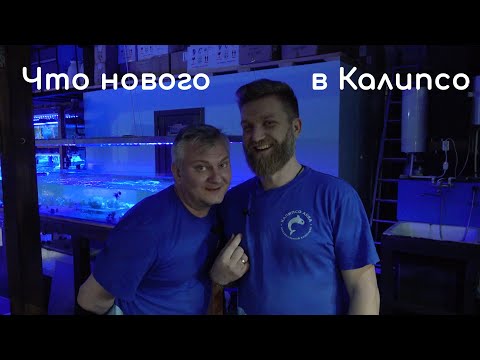 Видео: Живность для вашего рифа в Калипсо