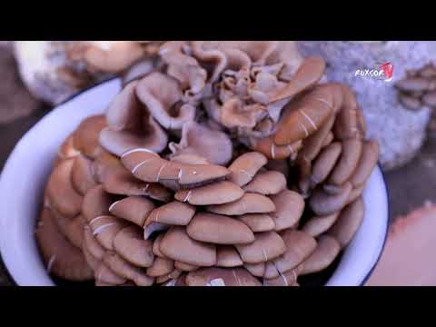 Видео: UY SHAROITIDA QO'ZIQORIN YETISHTIRISH MUMKINMI? | УЙ ШАРОИТИДА ҚЎЗИҚОРИН ЕТИШТИРИШ МУМКИНМИ?