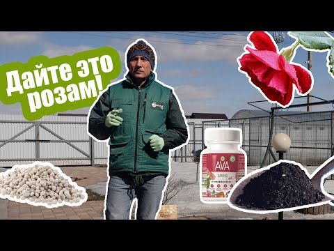 Видео: Удобрения для розы весной: что выбрать и когда вносить? Подкормка розы после зимы