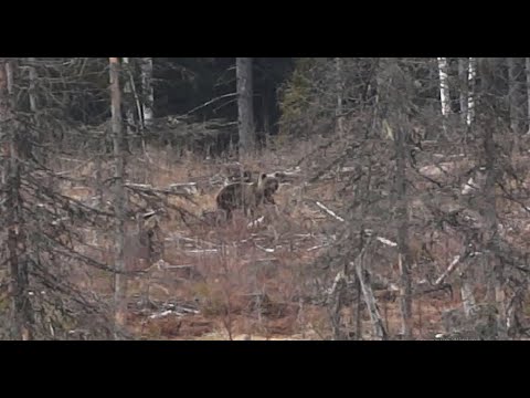 Видео: Медведь спотыкнулся о Мороза.