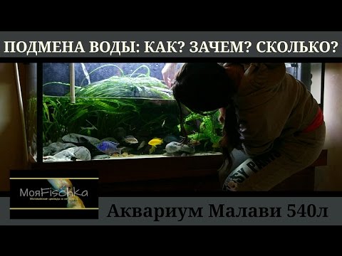 Видео: Подмена воды в аквариуме: как, сколько и зачем