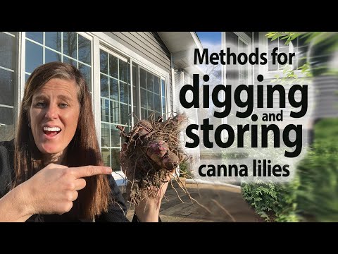 Видео: Выкапывание и хранение луковиц канны, а также их деление