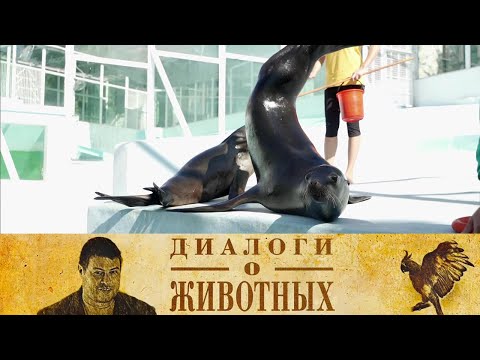 Видео: Сафари Парк в Геленджике. 15-я серия // Диалоги о животных @SMOTRIM_KULTURA