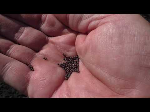 Видео: Сею репу, редьку и дайкон.