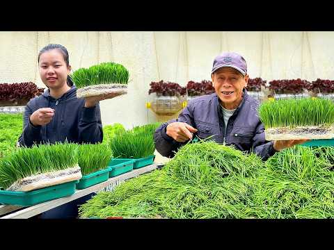 Видео: Почва не нужна!Выращивайте овощи очень легко, используя только воду—собирайте урожай всего за 7 дней
