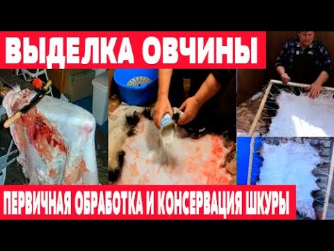Видео: Первичная обработка и консервация шкуры. Выделка овчины. Часть 1