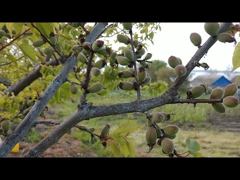 Видео: Які сорти абрикосу більші стійкі до моніліозу. Як пережили дощову погоду мої абрикоси.