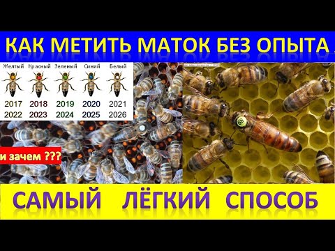 Видео: Как метить маток без опыта. Самый легкий способ. Зачем метить маток?