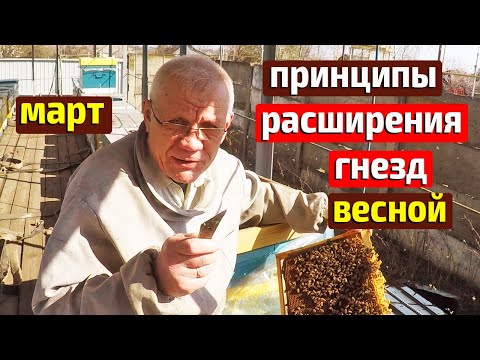 Видео: Весеннее развитие пчелиных семей. Когда расширять гнезда.