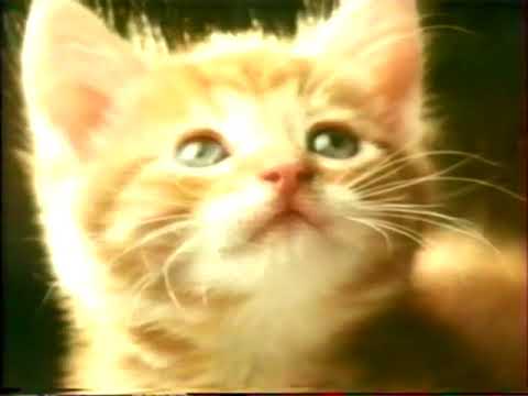 Видео: Рекламный блок (РТР, 22.11.1998)