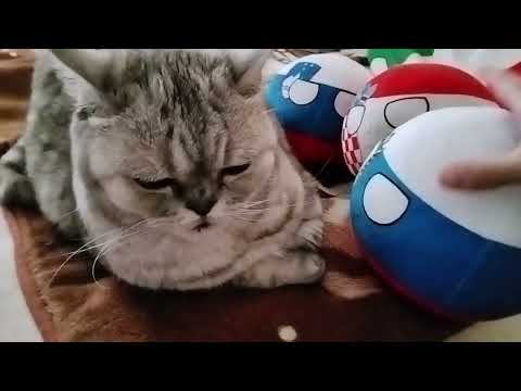 Видео: Златко, Ваня и Лучик окружили кису