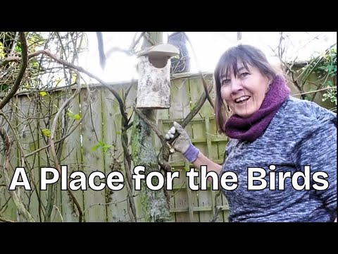 Видео: Обрезка яблони и место для птиц