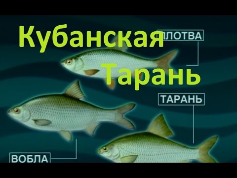 Видео: Диалоги о рыбалке - 164-Кубань,  ловля тарани.