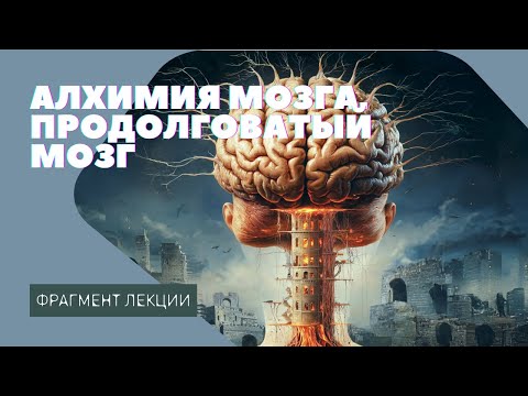Видео: Цзе Кун. Алхимия мозга. Продолговатый мозг