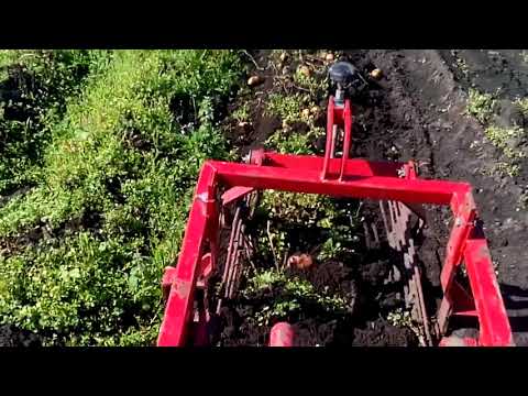Видео: МТЗ-132 копаем картоху