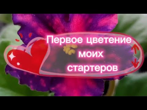 Видео: Первое цветение стартеров