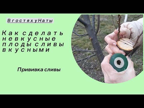 Видео: Прививка сливы: путь к сладким и сочным плодам!