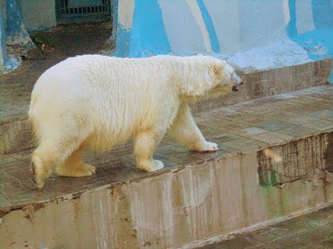 Видео: Мой родной город Новосибирск - Новосибирский зоопарк. Белые медведи.