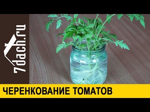 Видео: 🍅 Размножение томатов черенкованием: увеличьте количество рассады вдвое! - 7 дач