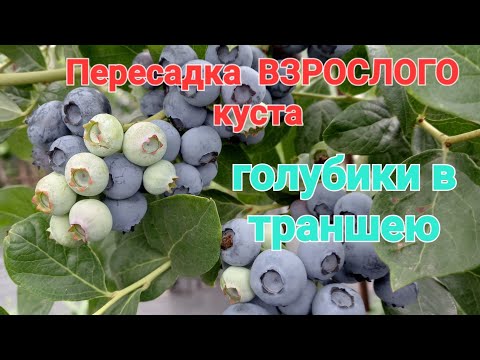 Видео: Пересадка ВЗРОСЛОГО куста голубики в ТРАНШЕЮ