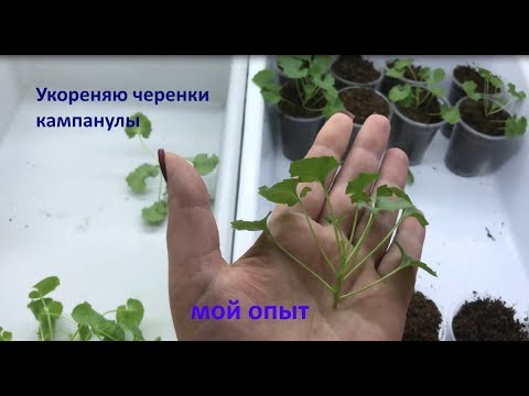 Видео: Как я укореняю черенки кампанулы