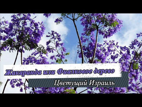 Видео: Жакаранда или Фиалковое дерево/ Цветущий Израиль