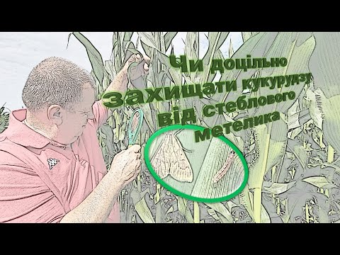 Видео: Чи доцільно захищати кукурудзу від стеблового метелика?