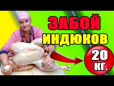 Видео: ЗАБОЙ ИНДЮКОВ. Как получить 20 кг за 4.5 месяца.