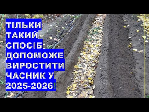 Видео: Насипні грядки - дуже важливий агроприйом для посадки часнику та цибулі восени 2025 року
