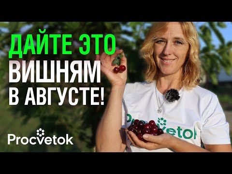 Видео: ВИШНЕ И ЧЕРЕШНЕ В АВГУСТЕ НУЖНА КАК ВОЗДУХ эта обработка! Иначе хорошего урожая не ждите