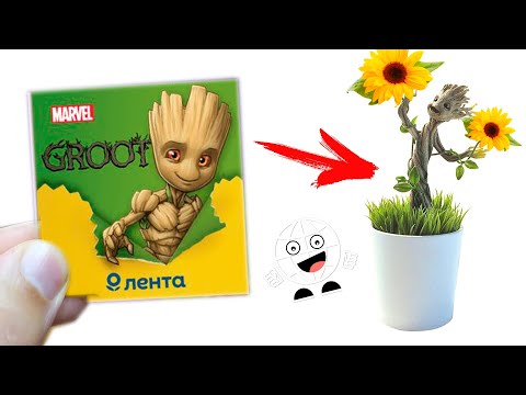 Видео: Вырасти ГРУТА с Лентой 2! Полный обзор акции Марвел в Ленте / Где подсолнух?