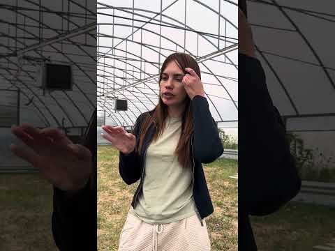 Видео: Охлаждение луковиц тюльпанов