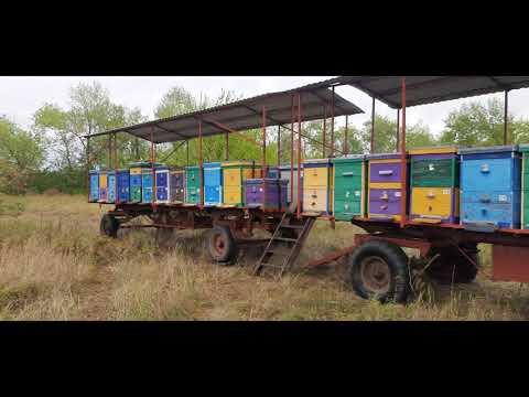 Видео: Моя пасека (холодная осень, как согреться на пасеке)