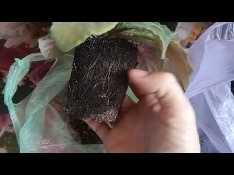 Видео: ЧТО ДЕЛАТЬ С ФИАЛКОЙ ОСЕНЬЮ ! ОСЕННЯЯ ПЕРЕСАДКА !КАК ВЕРНУТЬ ФИАЛКЕ РОСТ