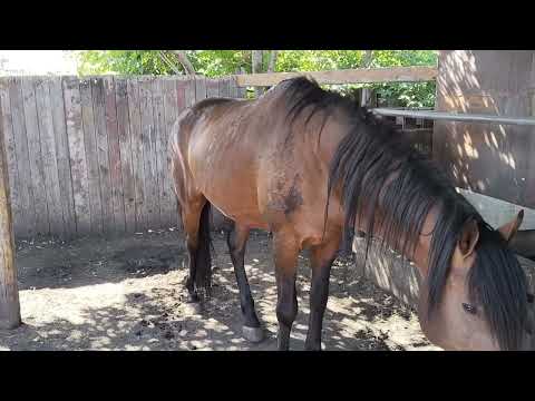 Видео: Ақтанау Айғыр кетті #жылқы #айгыр #коневодство #horse