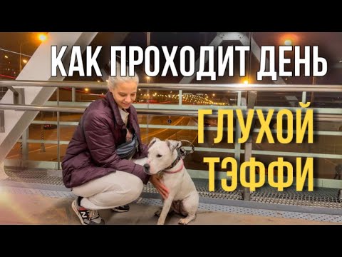 Видео: КАК ПРОХОДИТ ДЕНЬ ГЛУХОЙ СОБАКОЙ ТЭФФИ | ВЫРВАЛО ТЭФФИ РЕАКЦИЯ ЛЮДЕЙ |СЪЕЗДИЛИ НА КЛАДБИЩЕ К БАБУШКЕ