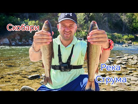 Видео: ЛЕТНИ СКОБАРИ и МРЕНИ  на РЕКА СТРУМА ! РИБОЛОВ на БОЛОНЕЗЕ И ФИДЕР !