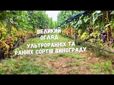 Видео: Великий огляд надранніх та ранніх сортів винограду. Каталог Максима Мойсеєнка на 2023р.-2024р.