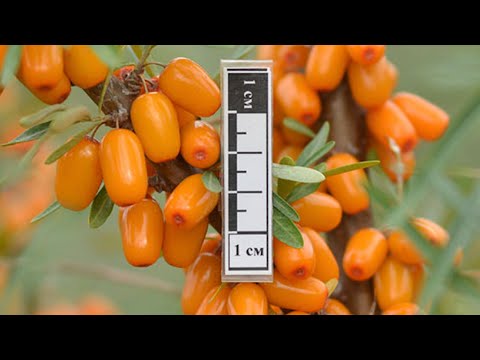 Видео: Совместная Закупка "СЗ" Облепихи, сортов НИИСС имени М.А. Лисавенко самые новейшие сорта #Огниво