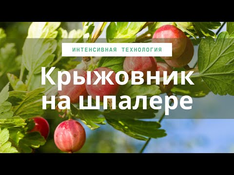 Видео: Крыжовник на шпалере