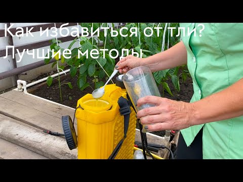 Видео: Как избавиться от тли? Лучшие методы борьбы #ШПС № 128