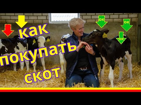 Видео: покупка скота | как покупать | на что обратить внимание при покупке телят