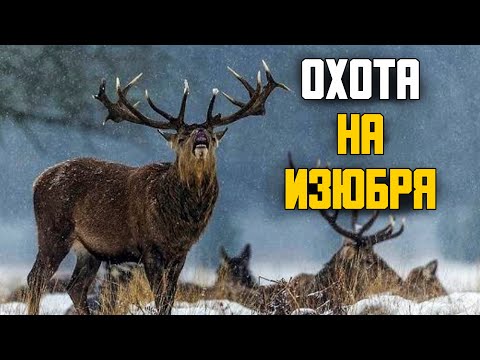 Видео: Охота на изюбря на реву в Сибири. Методы охоты. Особенности поведения изюбря во время гона.