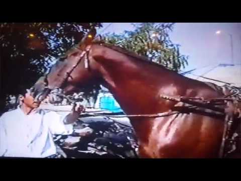 Видео: Пуни сиванки