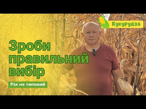 Видео: Кукурудза | Рік не типовий | Визначаємося з гібридами на наступний рік...