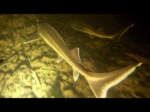 Видео: Снова на Оке. Часть 3