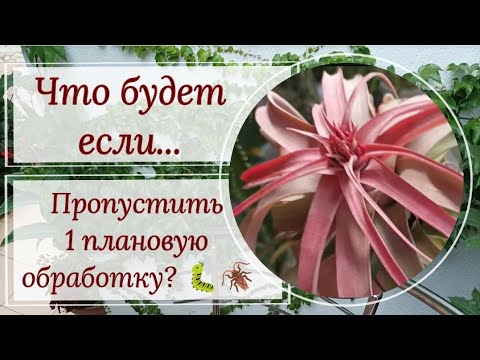 Видео: Плановые обработки от вредителей. 🪳🐛Что будет если пропустить?