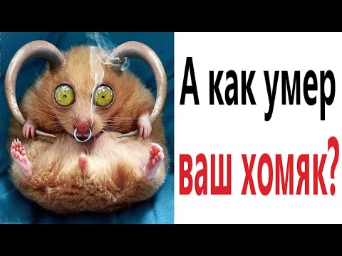 Видео: Приколы! А КАК УМЕР ВАШ ХОМЯК? Доми шоу (Анимация)