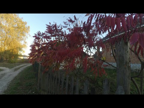 Видео: Сумах - ПРОБЛЕМНА КРАСОТА / ЖИТТЯ В СЕЛІ.